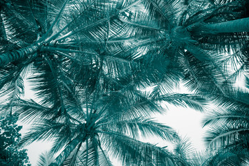 Obraz premium Beautiful coconut palm tree leaf in sunny day with blue sky background in monochrome tone. Travel tropical summer beach holiday vacation or save the earth, nature environmental concept.
