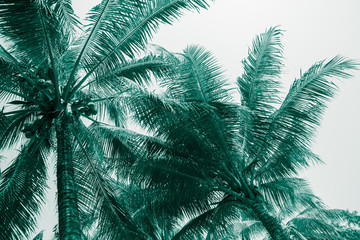 Beautiful coconut palm tree leaf in sunny day with blue sky background in monochrome tone. Travel tropical summer beach holiday vacation or save the earth, nature environmental concept.