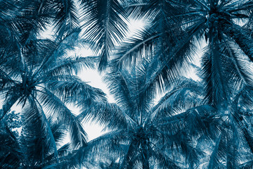 Beautiful coconut palm tree leaf in sunny day with blue sky background in monochrome tone. Travel tropical summer beach holiday vacation or save the earth, nature environmental concept.