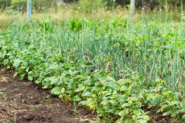Onions and vegetables on a bed.