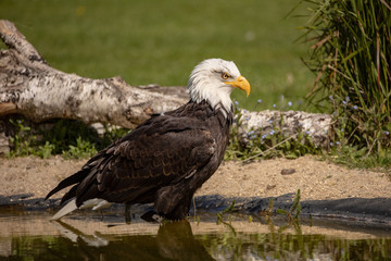 portrait of an american bald eagle