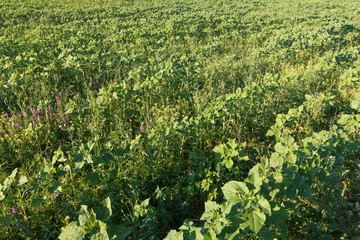 Sugar beet in a field. Rural scene. Crop and farming