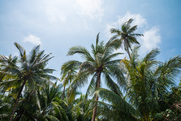 Fototapeta na wymiar Beautiful coconut palm tree in sunny day with blue sky background. Travel tropical summer beach holiday vacation or save the earth, nature environmental concept. Coconut palm on seaside Thailand beach