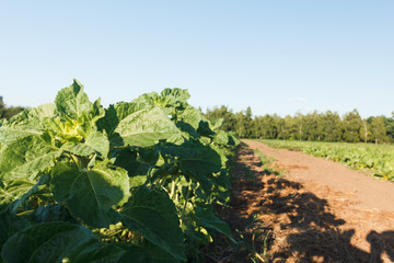 Sugar beet in a field. Rural scene. Crop and farming