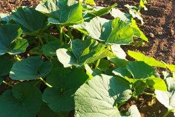 Agricalture plants and fields