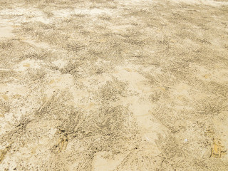 Background. Traces of life of small crabs living on the coast