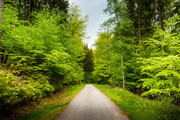 Fototapeta na wymiar Rural road in summer forest.