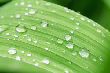 Water drops on green leaf close up.