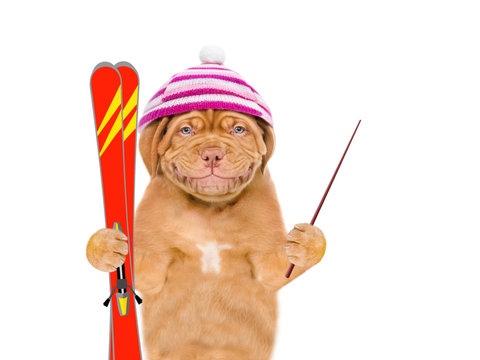 Smiling puppy in warm hat  holds in his paws mountain skiing and pounting away on empty space. isolated on white background