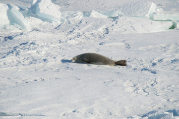 Fototapeta premium Curious seal resting on the snow. Antarctica