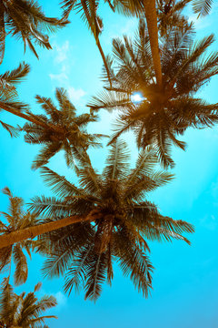 Beautiful coconut palm tree in sunny day with blue sky background. Travel tropical summer beach holiday vacation or save the earth, nature environmental concept. Coconut palm on seaside Thailand beach