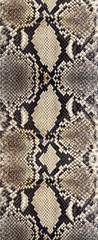 Seamless snake skin texture. Fashion for tropical reptiles. Genuine Python skin. Black grey background.