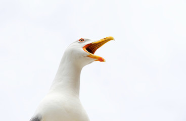 angry screaming seagull