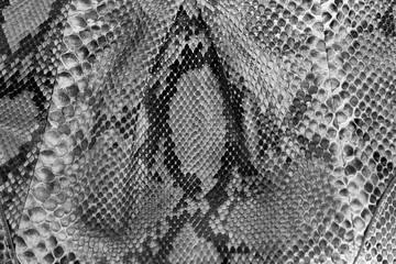 Seamless snake skin texture. Fashion for tropical reptiles. Genuine Python skin. Black grey...