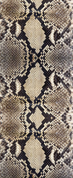 Seamless snake skin texture. Fashion for tropical reptiles. Genuine Python skin. Black grey background.