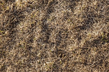 Dry, last year's grass. Old straw background texture.Through the old rotten grass breaks young grass. Vintage style for design.
