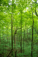 Fototapeta na wymiar Vertical Green Forest