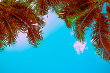 Beautiful coconut palm tree leaves from bottom view in sunny day clear sky background. Travel tropical summer beach holiday vacation or save the earth, nature environmental concept.