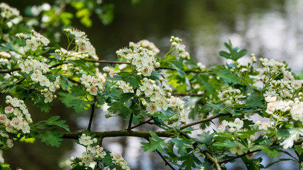 OLYMPUS DIGITAL CAMERA - WHITE