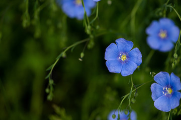 Blue flax blooming flowers on a green background. Linum lewisii, Lewis flax or prairie flax