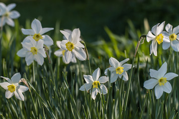 According to an ancient legend, the name of the plant appeared in honor of a young man who did not love anyone except himself. His name was Narcissus. He liked his image reflected in the water to such