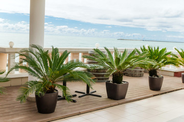 row of potted palm trees on the waterfront