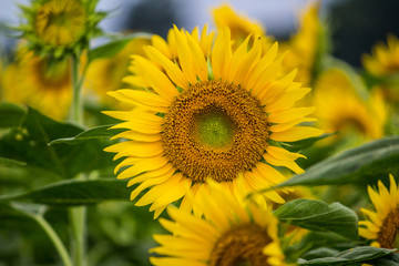 Obraz premium field of sunflowers