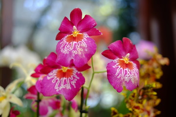 Orchidea 