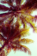 Beautiful coconut palm tree forest in sunny day clear sky background color tone effect. Travel tropical summer beach holiday vacation or save the earth, nature environmental concept.
