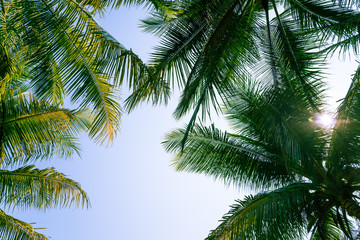 Fototapeta na wymiar Beautiful coconut palm tree leaves from bottom view in sunny day clear sky background. Travel tropical summer beach holiday vacation or save the earth, nature environmental concept.