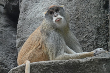 Obraz premium Patas monkey sitting on a rock
