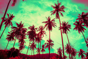 Beautiful coconut palm tree forest in sunshine day clear sky background color fun tone. Travel tropical summer beach holiday vacation or save the earth, nature environmental concept.