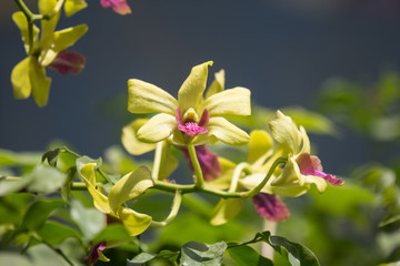 Yellow mix Dark Pink  orchids flower