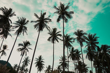 Fototapeta na wymiar Beautiful coconut palm tree forest with clouds sky background vintage tone. Travel tropical summer beach holiday vacation or save the earth, nature environmental concept.