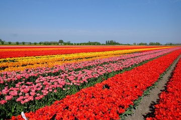 Olanda - tulipani