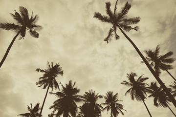 Fototapeta na wymiar Beautiful coconut palm tree forest with clouds sky background monochrome dramatic dark tone. Travel tropical summer beach holiday vacation or save the earth, nature environmental concept.