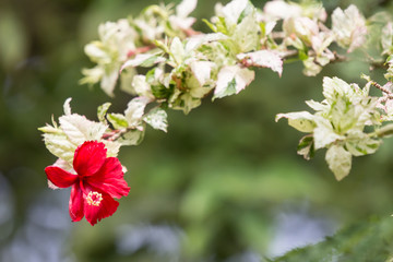 Close up of red Hibiscus rosa-sinensis
