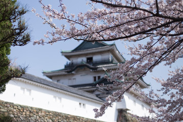 Pink cherry blossoms in the gardens of Wakayama Castle in Japan