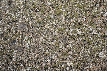 Dry, last year's grass. Old straw background texture.Through the old rotten grass breaks young grass. Vintage style for design.