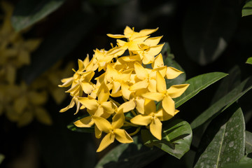 Obraz premium Close up of Small Ixora flower
