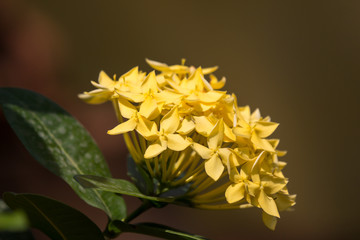 Close up of Small  Ixora flower
