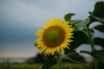 sunflower on background of blue sky
