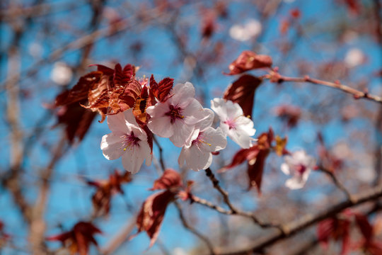 Cherry blossom branch in bloom. Sakura flowers  on blurred background. Garden on sunny spring day.Soft focus floral photography. Shallow depth of field. 
