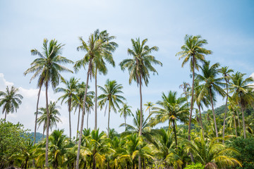 Naklejka na ściany i meble Beautiful coconut palm tree in sunny day with blue sky background. Travel tropical summer beach holiday vacation or save the earth, nature environmental concept. Coconut palm on seaside Thailand beach