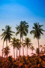 Fototapeta na wymiar Beautiful coconut palm tree forest in sunshine day clear sky background color tone effect. Travel tropical summer beach holiday vacation or save the earth, nature environmental concept.