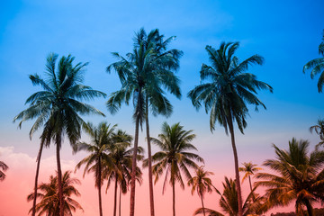 Obraz na płótnie Canvas Beautiful coconut palm tree forest in sunshine day clear sky background color tone effect. Travel tropical summer beach holiday vacation or save the earth, nature environmental concept.