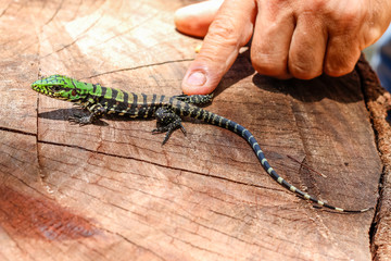 Lizard