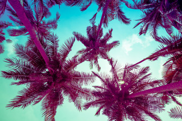 Beautiful coconut palm tree forest in sunshine day clear sky background color fun tone. Travel tropical summer beach holiday vacation or save the earth, nature environmental concept.