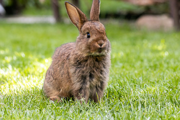 Kaninchen auf Wiese