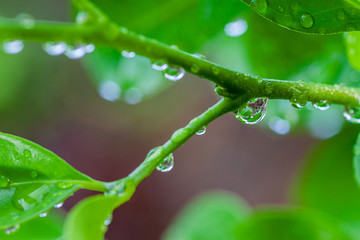 when water drop on branch of the plant after raining